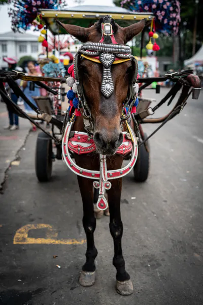 ジャカルタのファタヒラ広場近くでおとなしく客待ちしていた馬