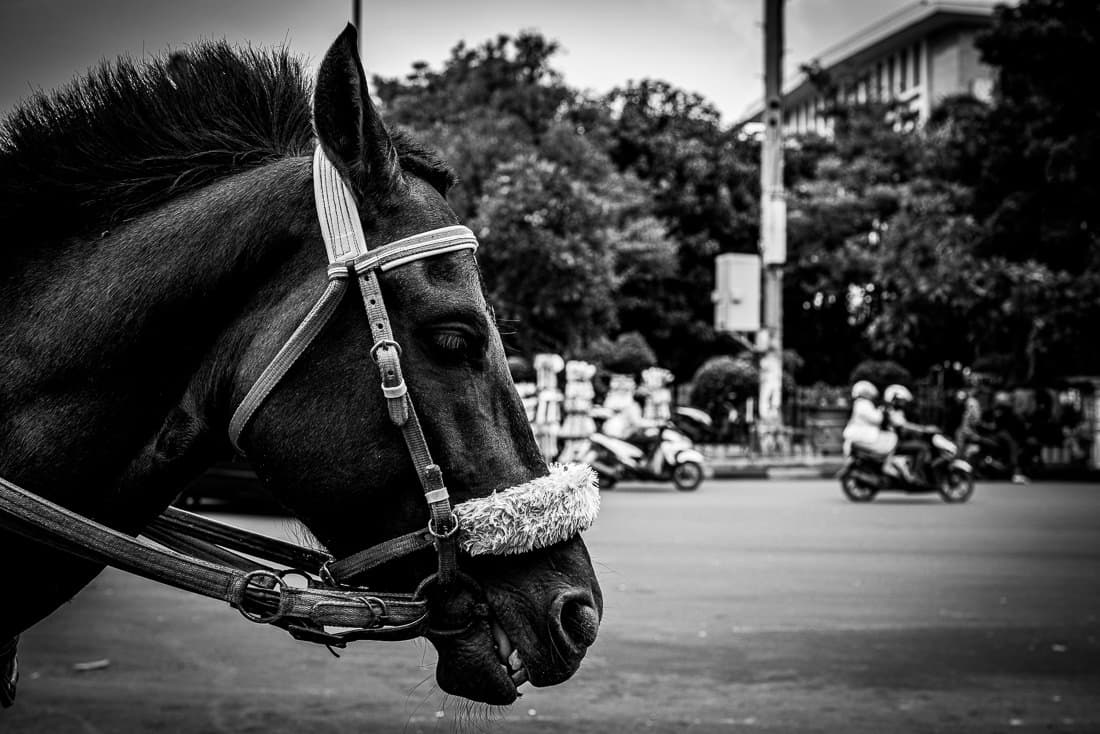 ファタヒラ広場近くで客待ちしていた馬の横顔