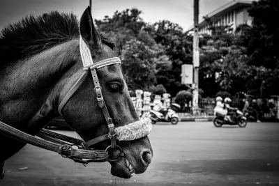 Side face of a horse waiting for customers near Fatahillah Square