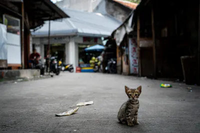 Kitten playing in the lane in Glodok district in Jakarta