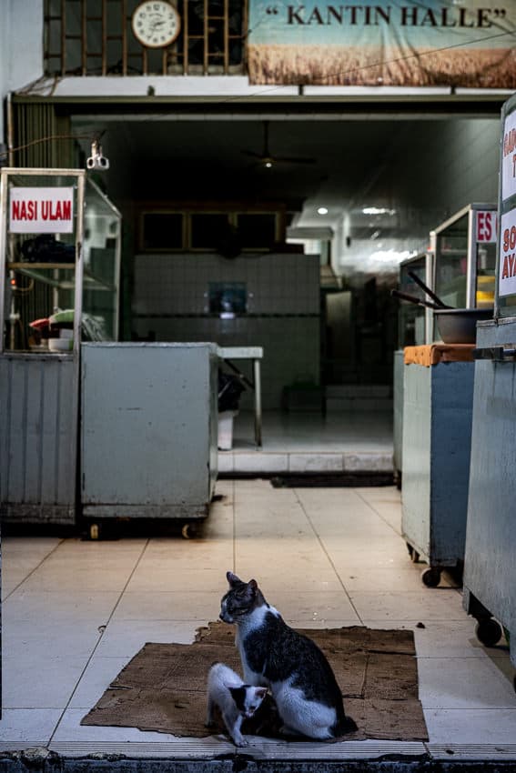 インドネシア 閑散とした食堂の入り口に猫の親子がいた 写真とエッセイ By オザワテツ