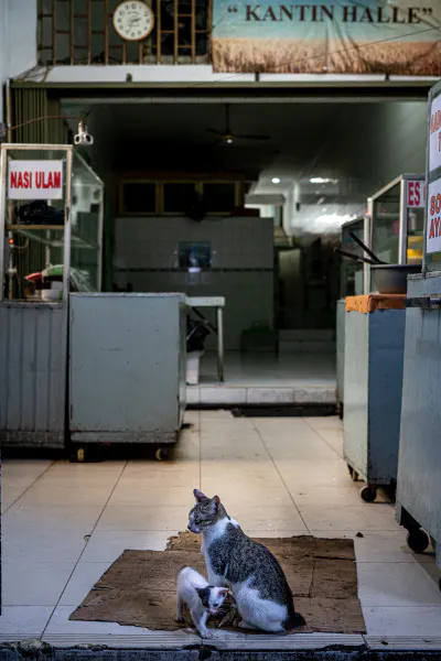 Cats hanging out in the deserted eating place