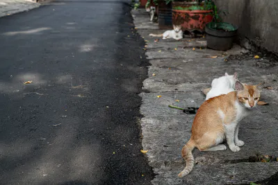 Four cats by the wayside in Jakarta