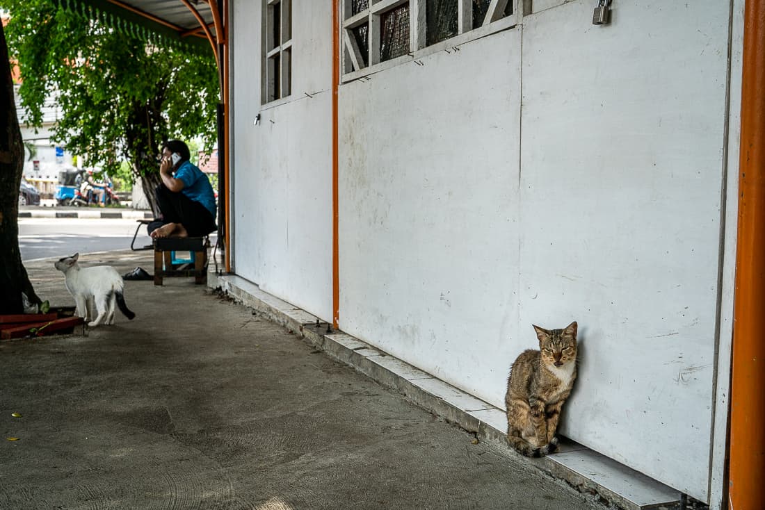 Two cats on the sidewalk of Sawah Besar district in Jakarta