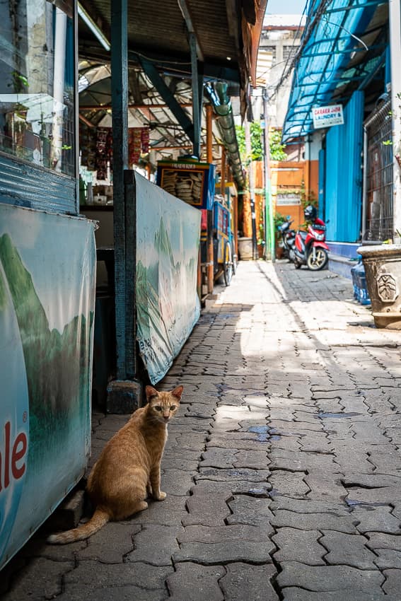 Cat looking back in front of an eating place