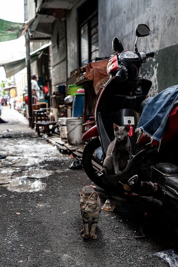 Cat relaxing in the lane of Jakarta