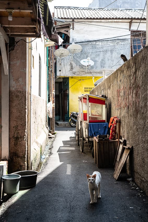 Cat appeared in a deserted alley