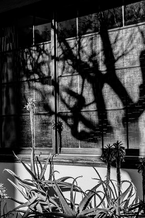 Aloe and shadow in Renjo-in