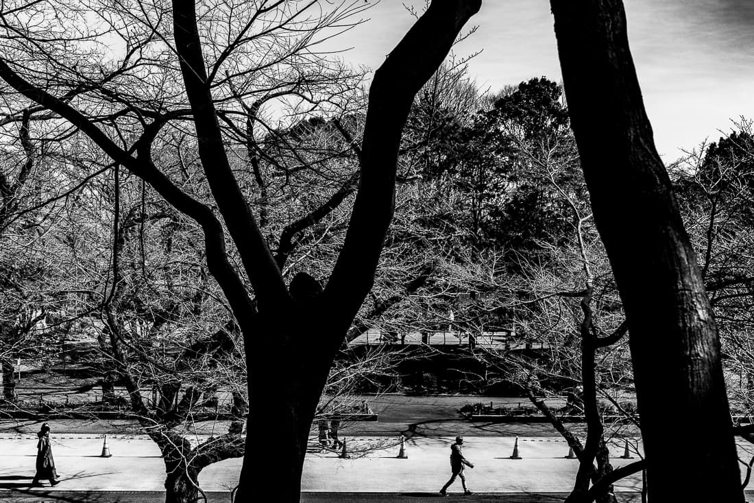 Deserted Sakura-dori in Ueno Park