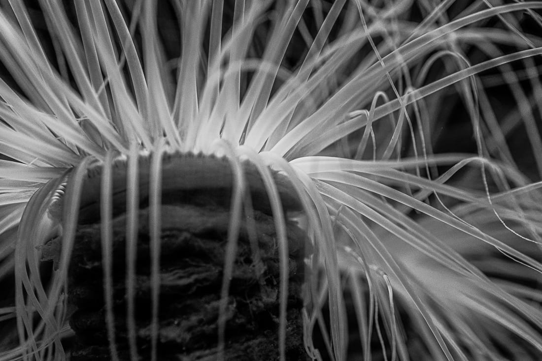 Wobbly sea anemone