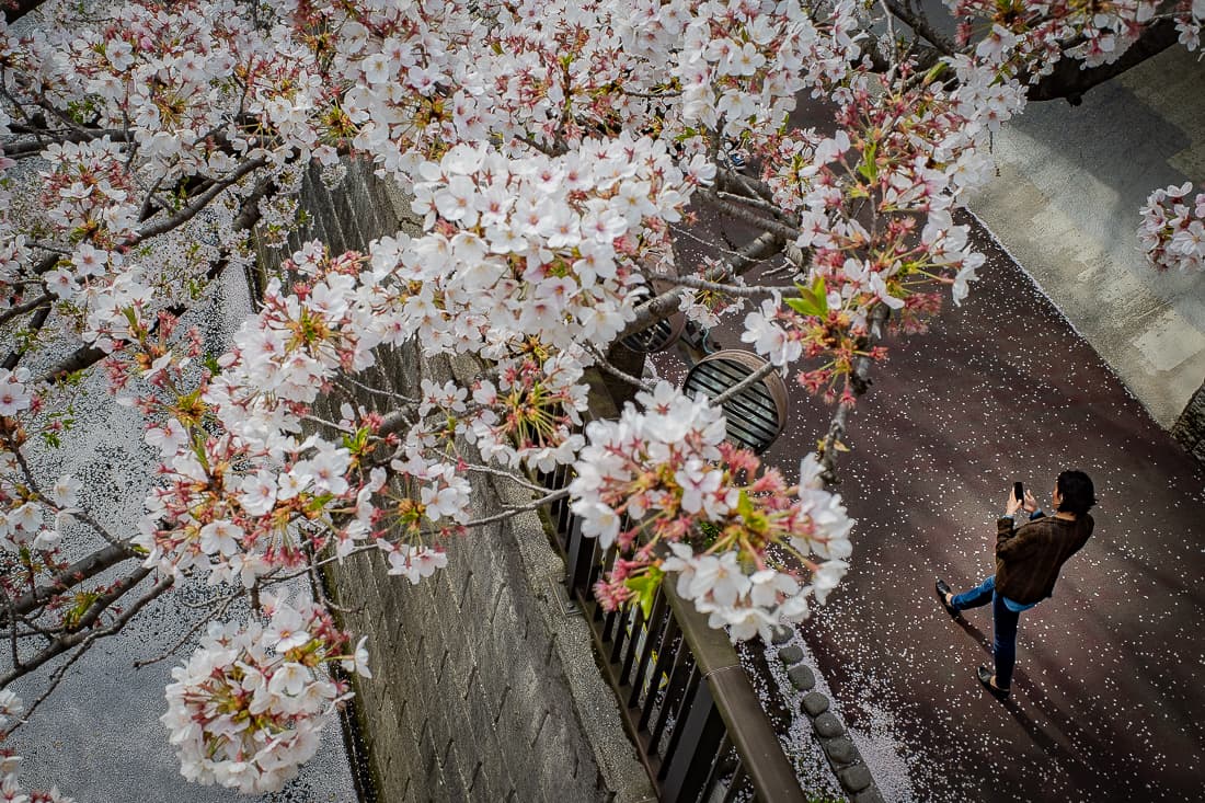 Cherry blossoms along the Meguro River