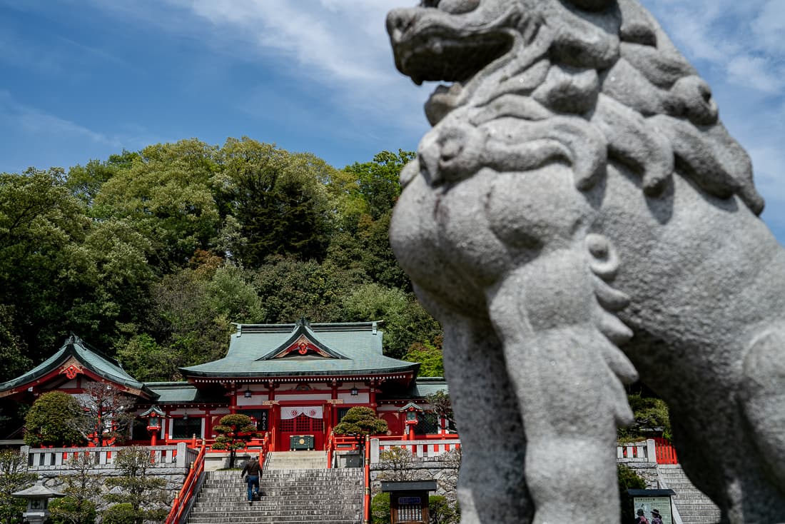 足利織姫神社の社殿と狛犬