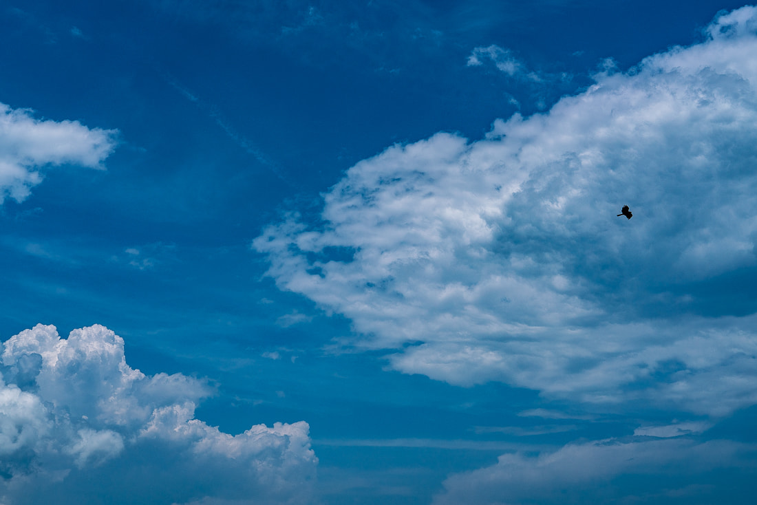 Flying black kite in the blue sky