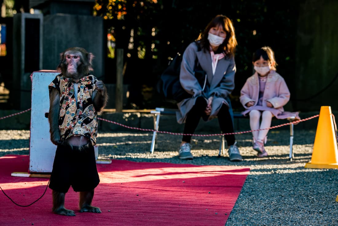 Monkey show in the shrine grounds