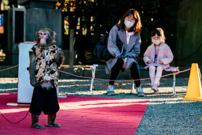 Monkey show in the shrine grounds