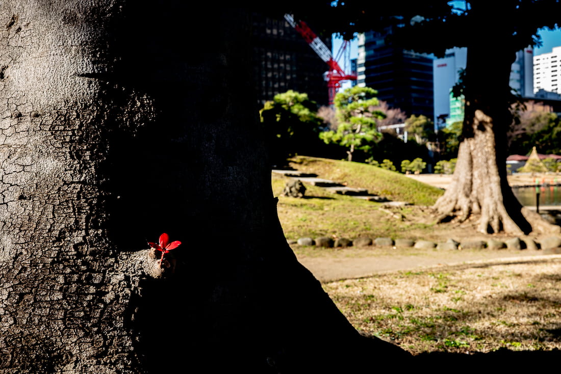 Red sprouts at Kyu Shiba Rikyu Garden