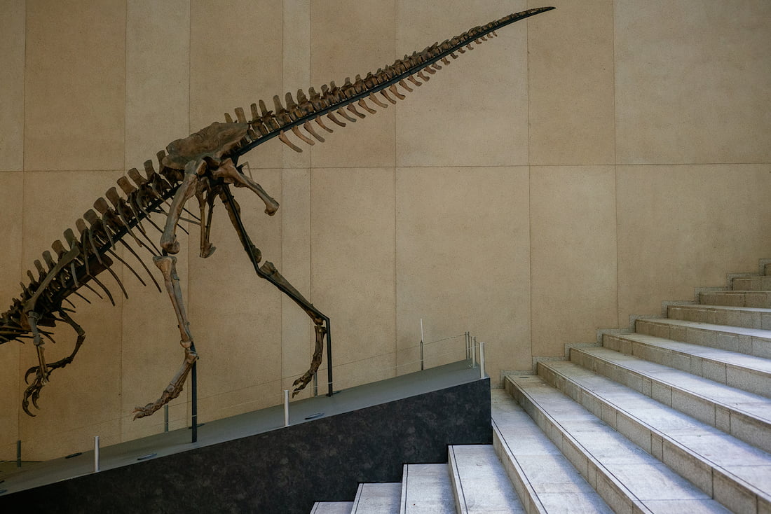 Tyrannosaurus skeleton model