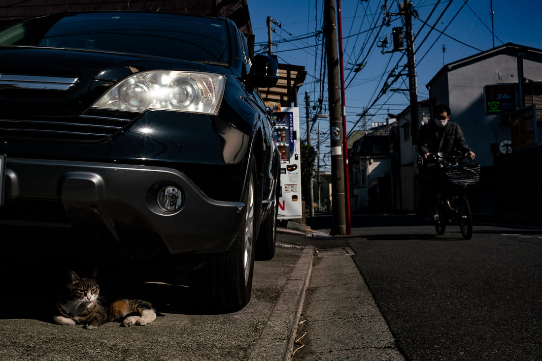車の下で我が物顔でくつろいでいた猫