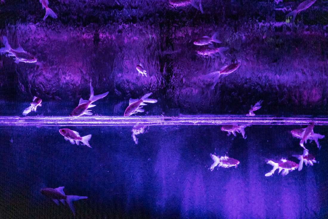 Goldfish at the Art Aquarium Museum