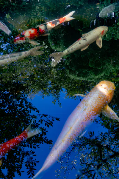 Carp swimming in a pond at the Tenso Suwa Shrine