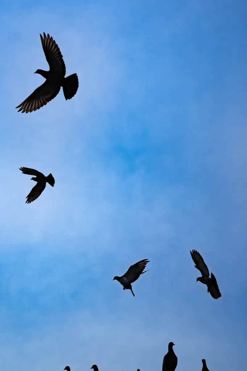 静岡駅前で飛ぶ鳩たち
