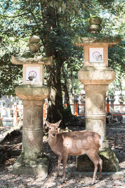 Deer at Kasuga-taisha Shrine