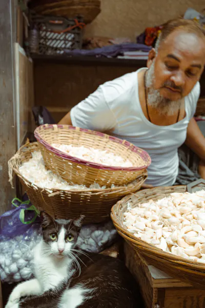 Cat relaxing next to garlic