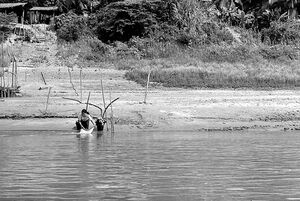 Woman washing laundries with river water of Mekong