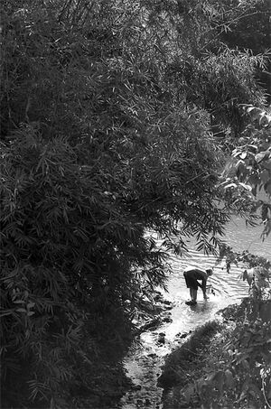 Woman taking river moss