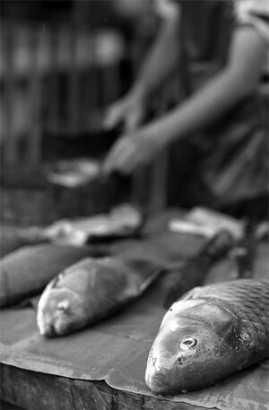 Fishes sold in morning market in Luang Prabang