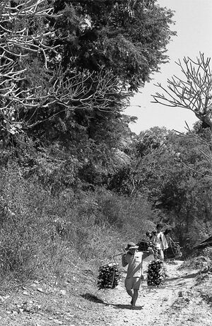 Two men carrying firewoods