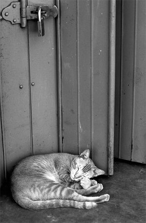 Sleeping cat curled up