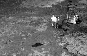 Hiding cat and disclosing cat