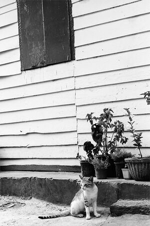 Cat sitting still in front of plant pots
