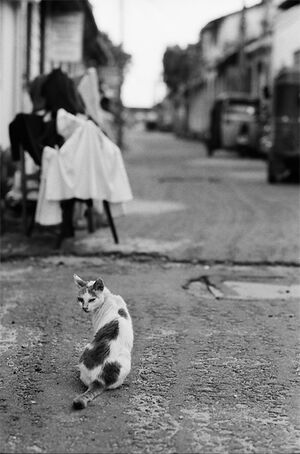Cat looking back by the wayside in Old quarter