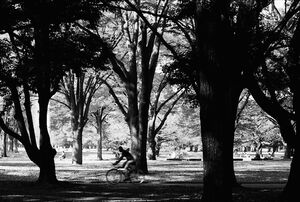 木々の中を走り抜ける自転車