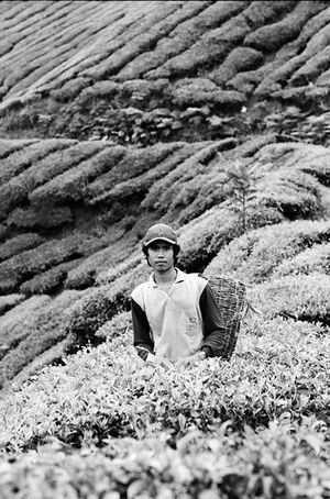 Young man picking tea leaves