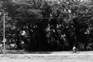 のんびりと田舎道を走る自転車