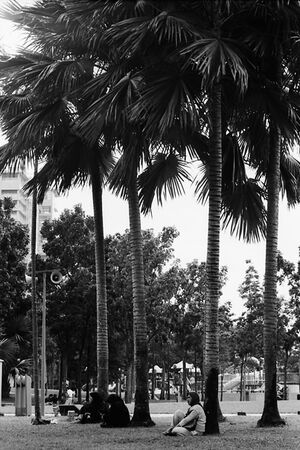 Women sitting at base of palm trees