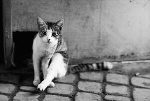 Cat staring