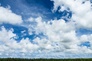 Sugar cane field under blue sky