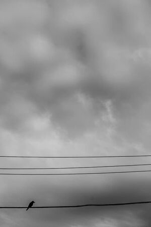 Bird on wire