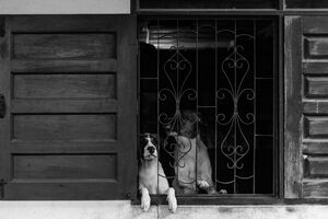 Dogs on the other side of lattice window