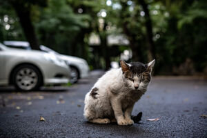 鋭い視線で喧嘩を売ってきた猫