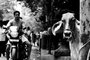 Cow standing by roadside