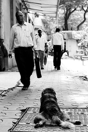 Dog lying flat on sidewalk
