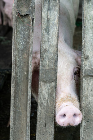 Pig peeking through a gap in the fence