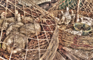 Chickens in net