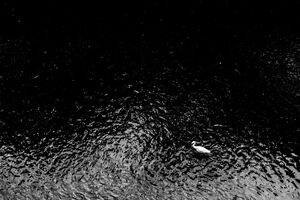 Egret in Meguro river