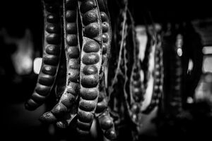 路地にぶら下がったえんどう豆